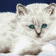 Kit chat Blanc