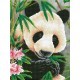 Kit Panda