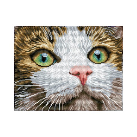 Kit Regard Chat
