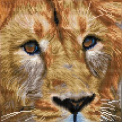 Kit Portrait de Lion